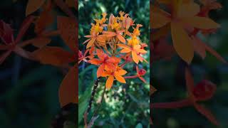 Download lagu bunga nostalgia #viral #bunga #flower #kasmaran #pemandangan #gunung mp3