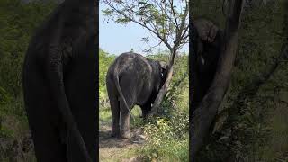 Download lagu Chi Herl need to cool down 😍❤️🐘 #elephant #keffamily #babyelephant #kef #chimean mp3