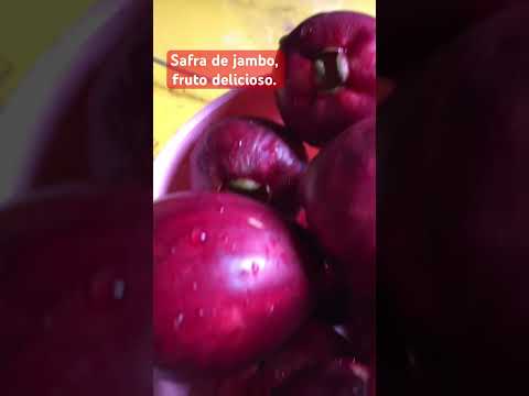 Safra de jambo, fruto delicioso #frutas #jambo #delicia