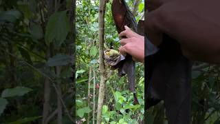 Download lagu Guess what bird's nest this is? #beutybirds #birds #nest #nature #naturesvoice #animals #farming mp3