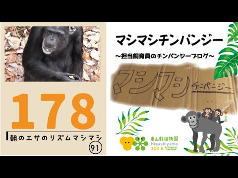 【東山動植物園公式】マシマシチンパンジー『第178回 朝のエサのリズムマシマシ91～B1屋上から細かめをまく～』