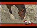 WETA Kids ID Horses