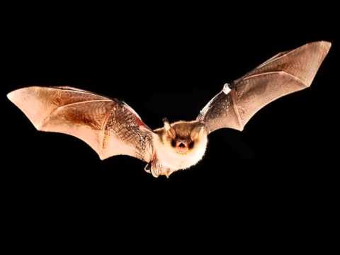 BATS SOUND EFFECT IN HIGH QUALITY
