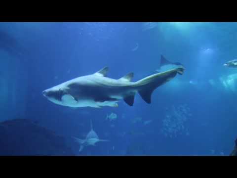 No Copyright Cinematic Documentary Background Music For YouTube Videos  The neural wave