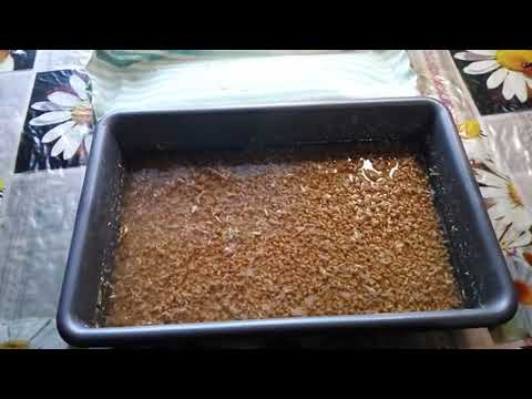 Как я проращиваю зерно для кур.