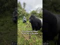 Close Encounter With A Gorilla Animalsightings Wildlife Gorillas