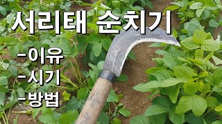 서리태 순치기 이유 시기 방법