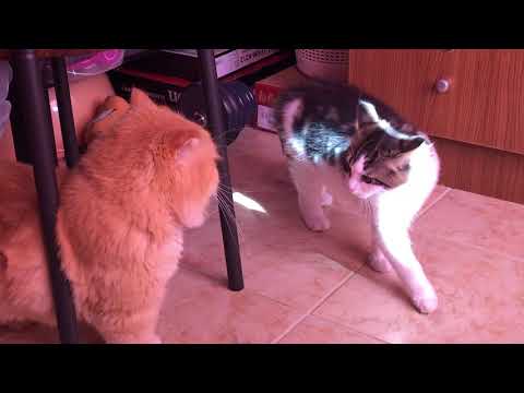 Persian Cat vs. Maine Coon Mix | Adorable Cat | CAT LOVER Only | Carlo VLOG