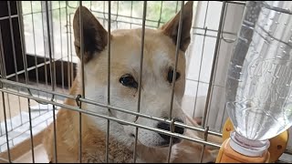 #夕方ライブ#柴犬#縄文柴犬#犬のいる暮らし#癒し＃猫のいる暮らし