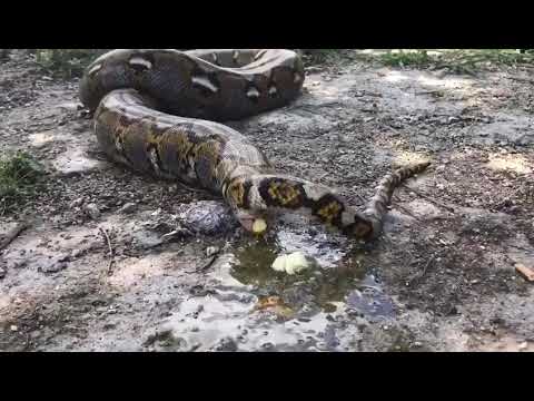 VEJAM PELA PRIMEIRA VEZ UMA COBRA FAZENDO COCÔ