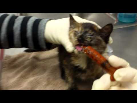 How to Syringe Feed Gruel to Kittens/Cats