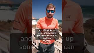 Download lagu How bird flu ruined my holiday mp3