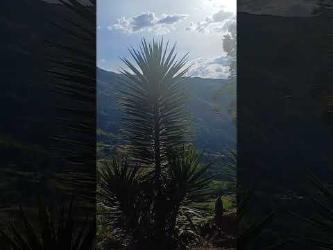 Llegando a Titiribí al Festival de la Mula # #horse # #viral #colombia #mulas