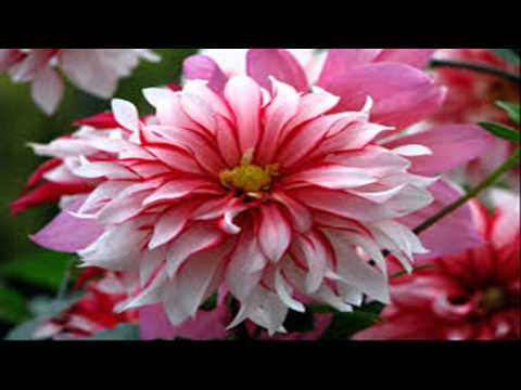 WOJCIO X HANYS X TRUEDAMUS - SHD