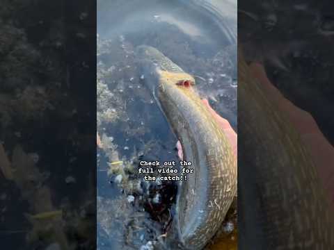 #fishing #watchthefullvideo #pikefishing #fishing #dontletthisflop