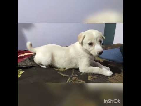 Dog relex his body😂😂. #dog #doglover #cutedog #funnydogs #attitude #attitudestatus