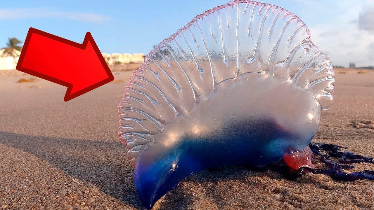 10 Animais que é Melhor Evitar