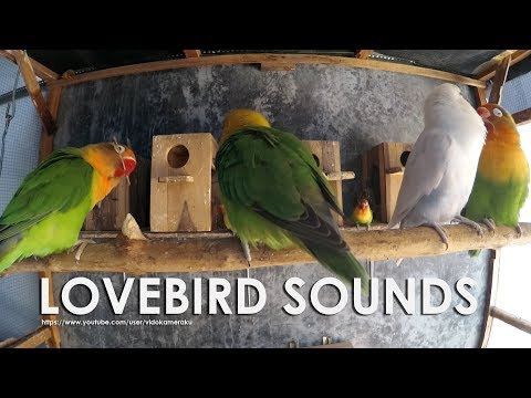 Sounds of Lovebird Chirping - August 2019 Part 2
