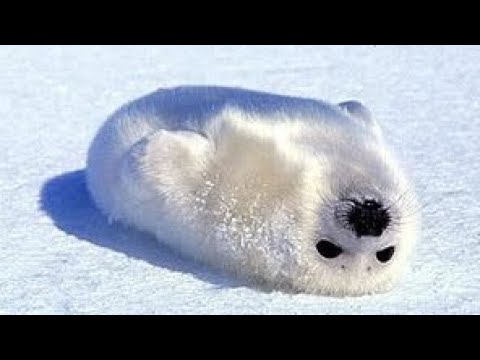 Разоблачение на @Gerandua вор видео контента