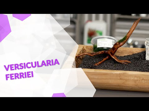 Vesicularia ferriei Weeping Moos, für tolle Effekte im Aquascaping und deinem Aquarium