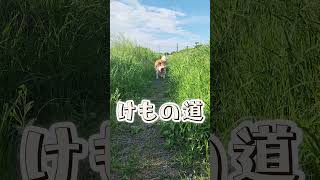 程よい風が吹く!! mare散歩　#ボーダーコリー　#可愛い動物 #癒し系