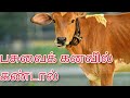 What Is The Benefit Of Seeing A Cow In A Dream Pasu Madu Kanavil Vanthal Enna Palan Cow In Dr
