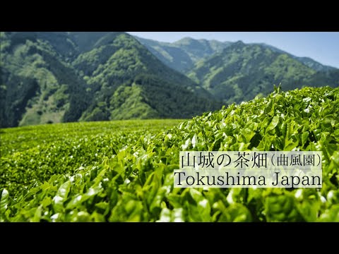霧と山が育む天空の茶畑/山城の茶畑　Yamashiro Tea Plantations: Sky-high tea plantations