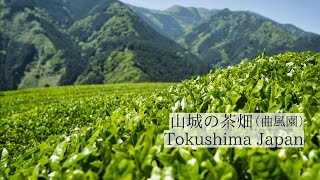 霧と山が育む天空の茶畑/山城の茶畑　Yamashiro Tea Plantations: Sky-high tea plantations