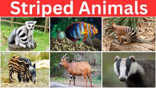 Striped Animals ll Learn Striped Animals Name in English with Pictures