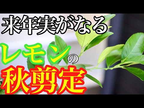 秋に剪定してはいけない果樹はどれですか