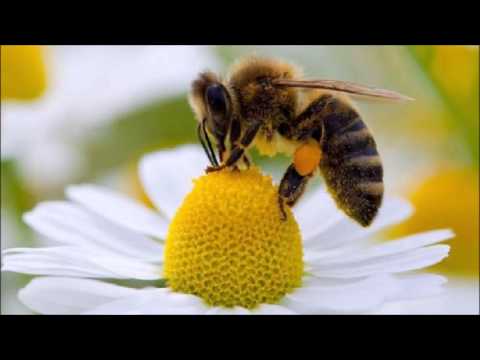 El baile de las abejas