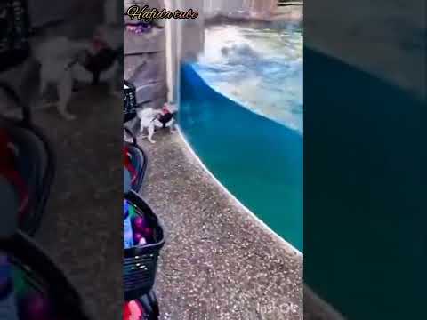 كلب يقتل بالضحك يتسابق مع دولفين 🐬#shorts