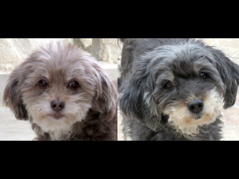 Zypernhunde Coco3 und Muffin2