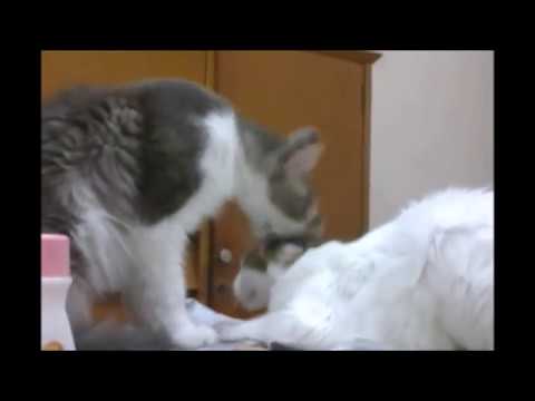 Gatos    una cuestion de amor