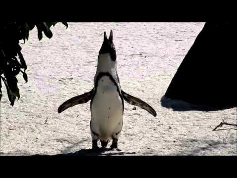 Vocal individuality cues in the African penguin (Spheniscus demersus): a source-filter theory... Video