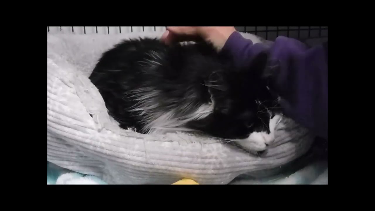 BINGO, an adoptable Domestic Long Hair in Ironwood, MI video 6/6