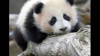 Panda Bear Music Video