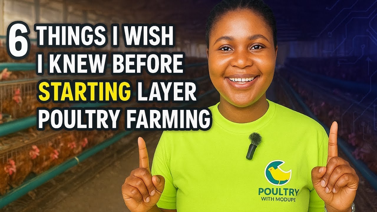 6 THINGS I Wish I KNEW Before STARTING A LAYER POULTRY FARM