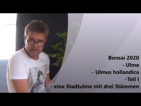 Bonsai 2020-54 - Ulme - Ulmus hollandica - Teil 1 - eine Stadtulme mit drei Stämmen