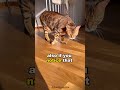 3 Ways To Know If Your Cat Is Angry Cat