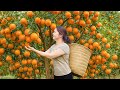 Harvesting Mandarin Tropical Orange To Sell Sweet Organic Orange Farm In The Countryside