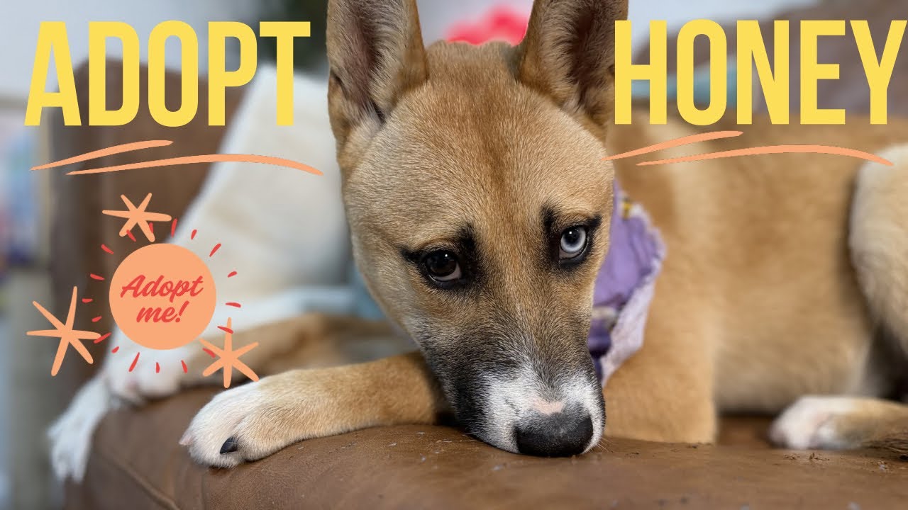 Enlarge Honey Lullaby Skye, a Adoptable mixed breed in Montreal, QC video 6/6