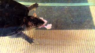 Snapping turtle eat mouse