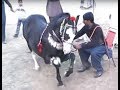 Harchahal Sakrila Sharif Ghora Neelm Mirpur Azad Kashmir March 2012 Part 3 3