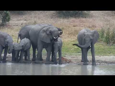 Djuma: Small Elephant herd drinks as three Hippos watch them - 06:27 - 09/09/2023