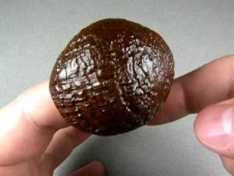 QualityBriar.com / Cornelius Mänz