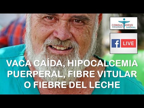 , title : 'VACA CAÍDA, FIEBRE DE LA LECHE, FIEBRE VITULAR, HIPOCALCEMIA PUERPERAL'