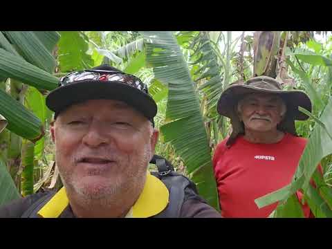 Mk NEWS mostrando plantação banana prata sitio são Pedro j do Seridó rn 23/7/26.