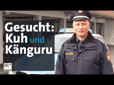 Der Polizei entwischt: Känguru und Kuh auf der Flucht | Abendschau | BR24