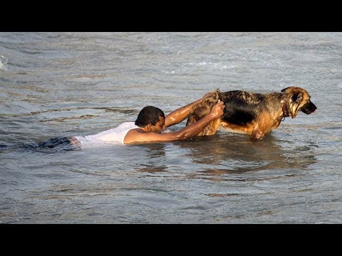 These 10 Heroic Animals That Saved the Day